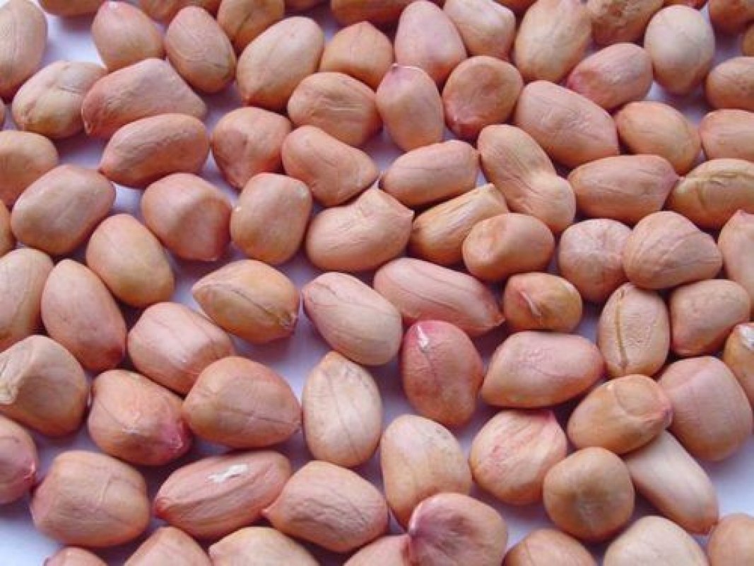 Groundnut Unshelled from India